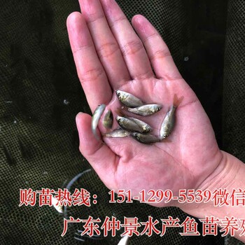 鲫鱼苗批发淡水银鳕鱼苗价格大鳞鲃苗鳕鱼苗