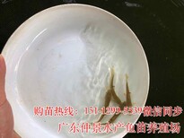 湖北宜昌军鱼苗批发价格，江苏扬州鲤鱼苗养殖基地图片4