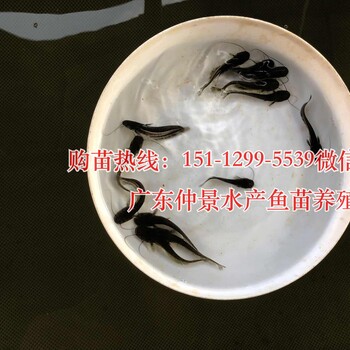 湖南益阳黑鱼苗乌鳢鱼苗湖南郴州埃及胡子鲶鱼苗塘鲺鱼苗批发价格