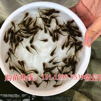 湖北武汉亲亲鱼批发价格，贵州铜仁黄颡鱼苗养殖基地