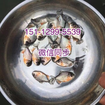 淡水红鲳鱼苗价格淡水白鲳鱼苗批发鲳鱼苗白鲳鱼苗