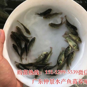 鳜鱼苗价格桂花鱼苗批发桂鱼苗杂交桂花鱼苗