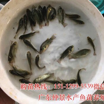 淡水鲈鱼苗批发加州鲈鱼苗价格罗非鱼苗