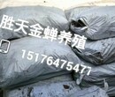 河北金蝉养殖基地——胜天教大家金蝉卵枝怎么种图片