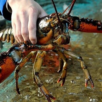 澳洲龙虾进口北京机场报关费用与关税