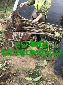 煙臺大櫻桃美早