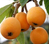 四川特产屏山水果屏山甜枇杷批发零售新鲜时令水果