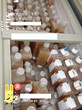 上海胎牛血清从进口香港运输图片