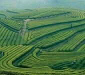 西安立肯茶文化互联网有限公司需求优质茶基地