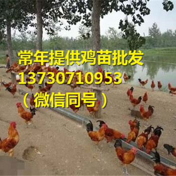 沈阳出壳鸡苗批发价格,资料