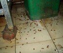 家中出現白蟻如何防治比較好？廣州滅白蟻公司來支招圖片