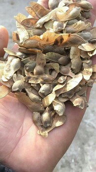 山西五角楓種子價(jià)格
