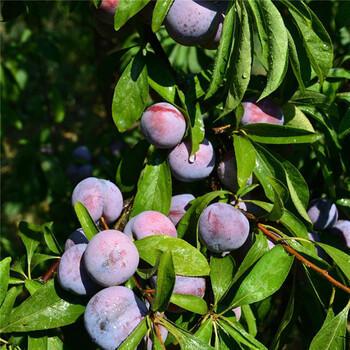 脆紅李子苗，嫁接李子苗，脆紅李子苗批發(fā)，汶川李子苗