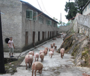 杂交构树：构香猪在贵州务川刮起“致富风”图片