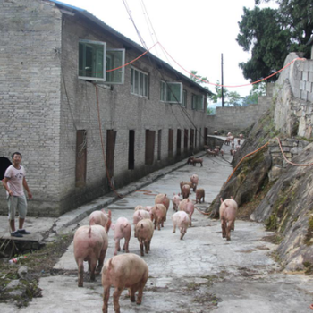 临夏杂交构树：构香猪，会使用时光宝盒的猪肉-招商代理加盟子滓棕