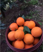 重庆奉节脐橙种植销售有限公司
