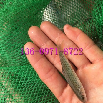 淡水鱸魚苗/加州鱸魚苗/鱸魚苗批發(fā)