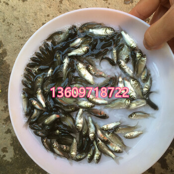 山東青島膨脹鯽魚苗濟(jì)南羅非魚苗煙臺(tái)鯉魚苗批發(fā)