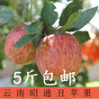云南昭通蘋果5斤冰糖心丑蘋果紅富士新鮮水果蘋果甜脆現摘現發圖片