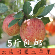 云南昭通苹果5斤冰糖心丑苹果红富士新鲜水果苹果甜脆现摘现发图片