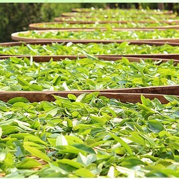 2018上海國際茶產(chǎn)業(yè)展覽會-茶博會