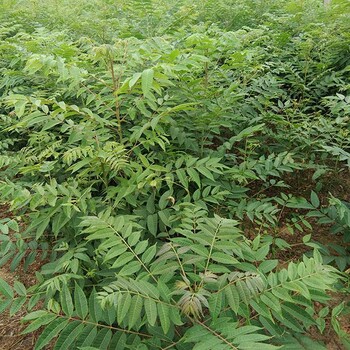 大棚香椿苗一亩地种植多少