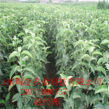 無(wú)錫紅色之愛(ài)蘋(píng)果多少錢(qián)一斤，紅肉蘋(píng)果苗，紅色之愛(ài)蘋(píng)果苗，基地出售