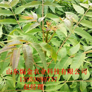 青州香椿苗基地，红油香椿苗的经济价值，大棚香椿苗基地