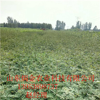 焗金农业花椒苗，大红袍花椒苗有什么优点上海