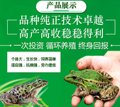 青蛙养殖黑斑蛙养殖-稻谷青蛙混养殖，双收益。