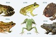青蛙养殖加盟青蛙立体养殖青蛙蝌蚪苗批发青蛙生态养殖