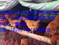 文山州文山县黑瑶鸡孵化厂图片3