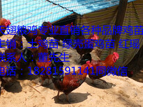 文山州文山县黑瑶鸡孵化厂图片2