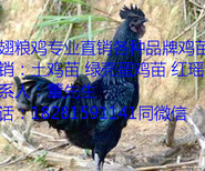 文山州文山县黑瑶鸡孵化厂图片1