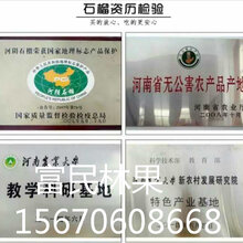 批发石榴树苗正宗河阴软籽石榴优惠多多图片