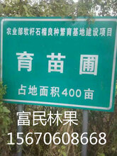 正宗软籽石榴树苗基地直销保证品质图片