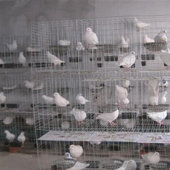 镀锌三层/四层鸽笼厂家生产规格