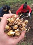 打造大型种植基地，致力于黄精种植推广