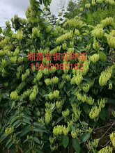 稀缺药材种植快速致富图片