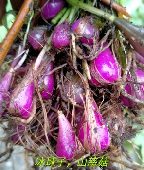 山慈菇，毛茨菇，冰球子基地種苗批發(fā)
