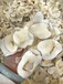出售海底椰，供应泰国进口食材海椰子