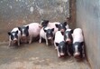 巴马香猪养殖前景巴马香猪养殖场哪里有