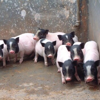 巴马香猪养殖前景巴马香猪养殖场哪里有