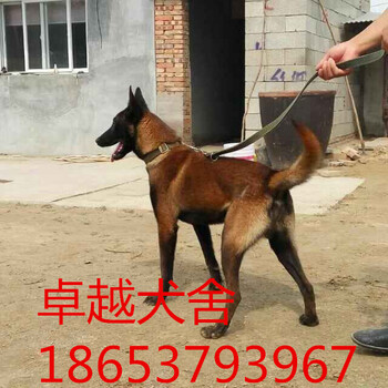 哪里出售马犬马犬价格小马犬