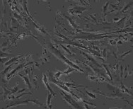 MEF传代培养细胞株代次低图片3