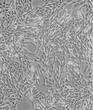 HMrSV5传代培养细胞株代次低