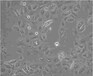 DU145传代培养细胞株代次低