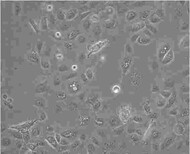 Saos-2传代培养细胞株代次低图片1