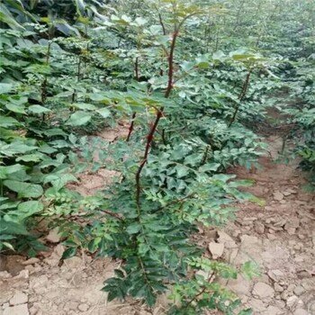 山西大紅袍花椒苗山西大紅袍花椒苗價格
