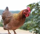 天农食品清远鸡蛋-广东特产清远鸡天农优品清远鸡价格图片